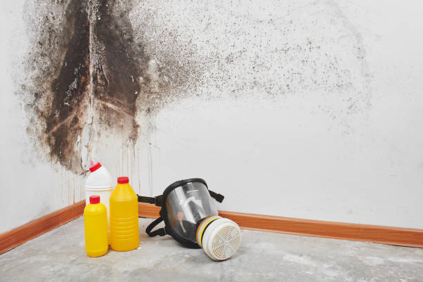 Professional Mold Removal in Pickens, SC