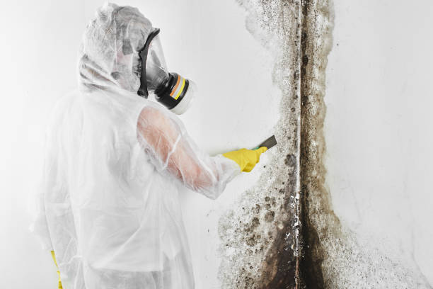 Best Mold Damage Repair  in Pickens, SC