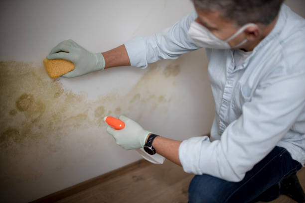 Best Commercial Mold Removal  in Pickens, SC