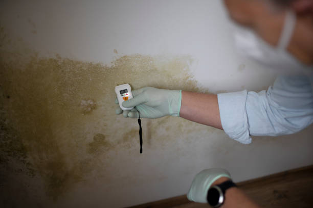 Crawl Space Mold Removal in Pickens, SC